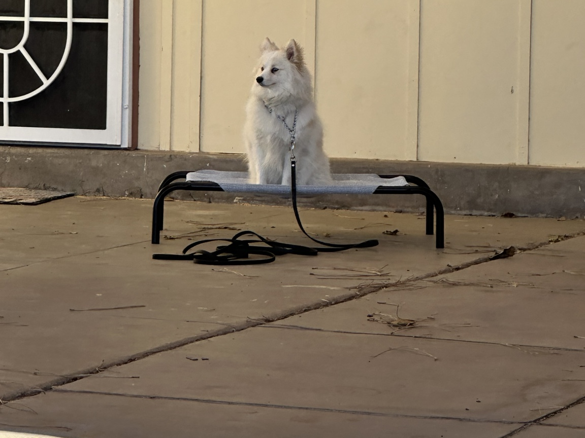 Dog settled on a raised Place cot during in-home training