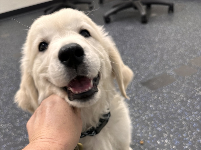 Cream Golden Retriever puppy resting its chin on the trainer's hand