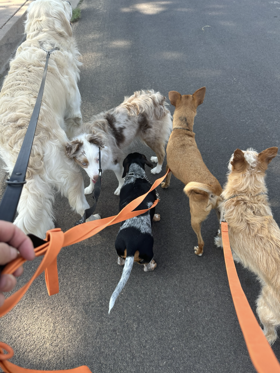 Susan Hawk walking six dogs together on leashes during a training walk