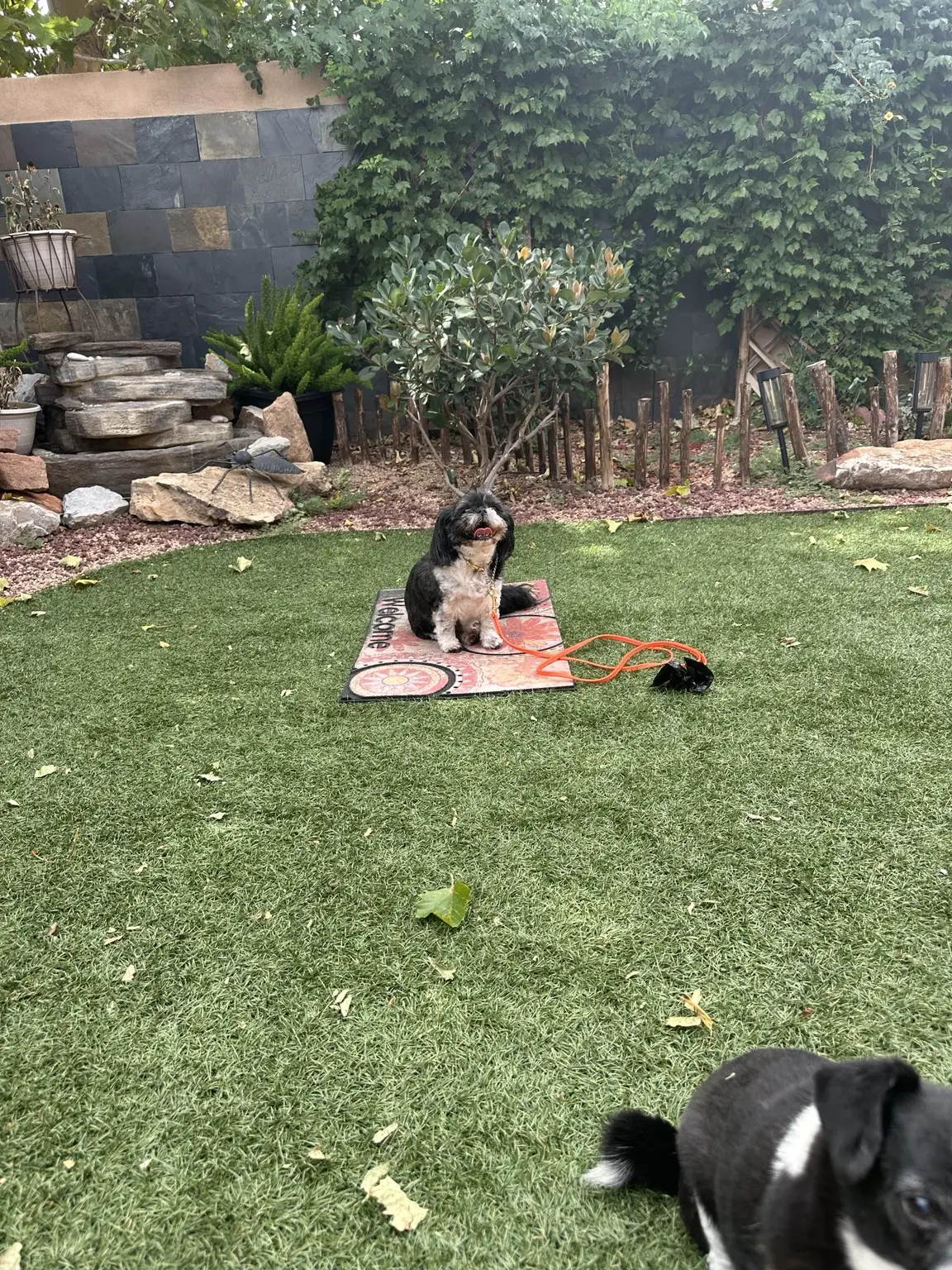 Small black-and-white dog sitting on a Welcome Place mat in a landscaped backyard