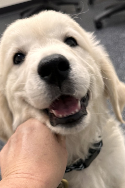 Cream Golden Retriever puppy resting its chin on the trainer's hand during a puppy training session