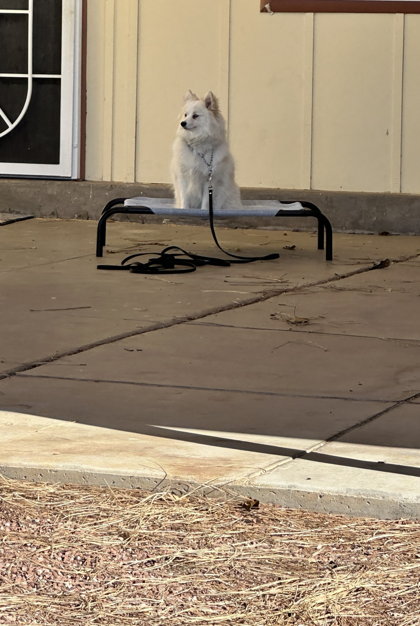 Dog relaxing on a raised Place cot on a porch during an in-home training session