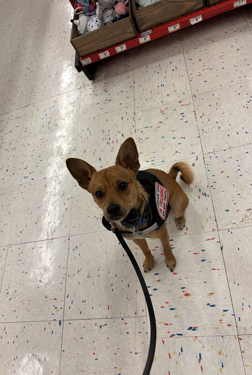 Small tan dog in a black Service Dog in Training vest practicing obedience