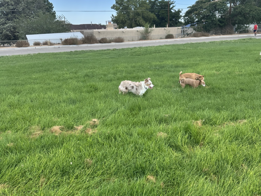 Three dogs running off-leash through open grass